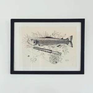 Tegning av ørret